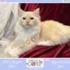 Male Flame Mitted Mink Ragdoll Cat