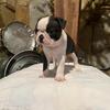 AKC Boston Terrier