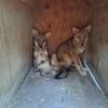 Licensed Breeder has Coyote Pups Born 5/5/24 Due to my health price is 200