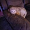 F2 Golden Doodles puppies