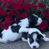 Parti black & white mini schnauzers ready 5/20/24.  First shot and deworming, dews removed and tails docked