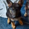 German Shephard Puppies