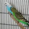 Parakeets for sale