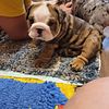 Male English Bulldog Puppy