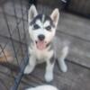 Siberian Husky pups available different colors.