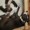 8 Bluenose Pitbull puppies