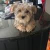 Male Yorkie needs forever home price is  Reduced