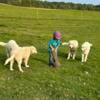 Maremma Sheepdogs available for new farms now!