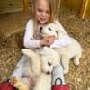 Great Pyrenees Female Pups $200