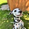 Scout- Dalmatian for Adoption