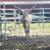 Sell/Trade/Payments ok, WHITE WATUSI HEIFER, out of Swedish pattern, Trophy horns, Delivery available