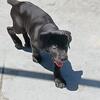 13 wk blue female