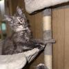 Maine Coon kitten Gisselle