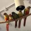 Baby Conures, many mutations!