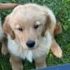 Golden. Retriever. Puppy. Male. AKC