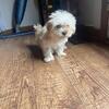 Yorkie Pups for sale