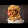 Miniature doodle puppies 