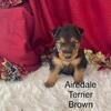 AKC Airedale Terrier Puppies