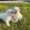 Boy and a girl Maltese puppies