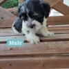 Awesome yorkies males and females