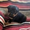 German Rottweiler puppies