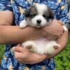 Pomsky puppies looking for homes