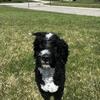 Bernedoodle for STUD only