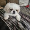 Stud wanted Pekingnese