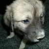 Cute, affectionate Great Pyrenees Boys