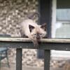 Siamese male kitten