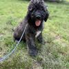 F1b golden doodles