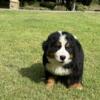 Beautiful Bernese Mountain Puppies