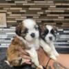 Shih tzu Puppies available for forever home