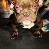 Micro Exotic Bully