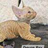 CFA / TICA Registered Show Quality Devon Rex Doll Face Kittens