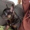 French bulldog