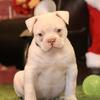 Nkc registered American Bulldogs