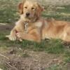 Golden Retriever for free!