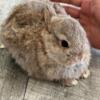 NETHERLAND DWARF BUNNIES; BABY DWARF BUNNY RABBIT- DWARF RABBITS