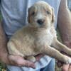 Goldendoodle Pyrenees mix puppies (Pyredoodle)