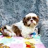 Shih-tzu Chocolate and white, male, 1 year old, Shipping and Delivery available