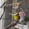 Rare pair of Kakariki parrots