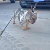 Lilac merle male french bulldog adult