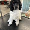 Small Standard Poodle