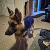 8 Month Old German Shepherd