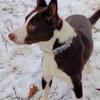 🐾Doc Holliday – Liver & White Border Collie