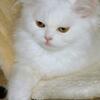 Persian male White kitten 