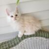 Reduced!  Maine Coon male Kittens.  TICA reg.