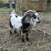 3-Year-Old Male Pygmy Goat