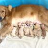 Golden Retriever Pups- Home Raised